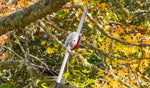 Honda VersaTool Pruner Attachment